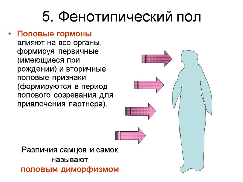 5. Фенотипический пол Половые гормоны влияют на все органы, формируя первичные (имеющиеся при рождении) 5. Фенотипический пол Половые гормоны влияют на все органы, формируя первичные (имеющиеся при рождении)